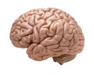 Cérebro Humano